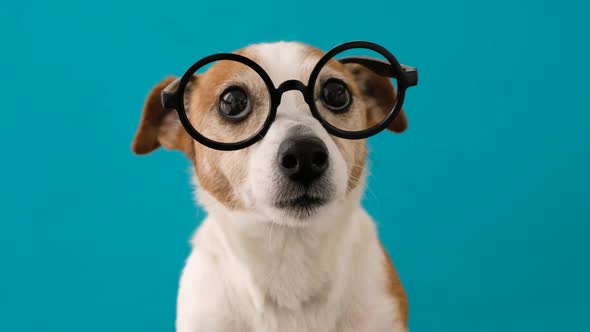 Smart Dog in Glasses Looking to the Camera