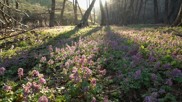 Glade of Beautiful Spring Purple Flowers in the Forest
