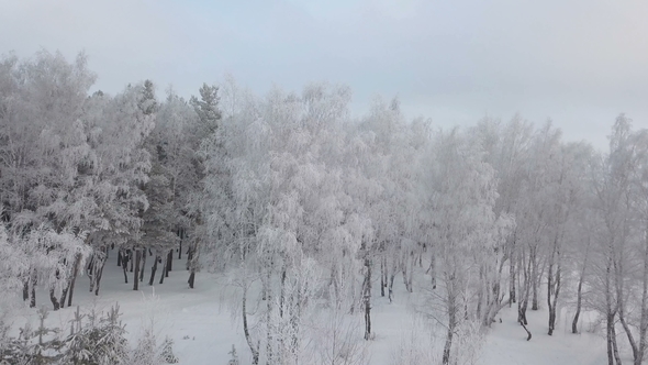 Aerial Flyover Snow Covered Birch Tree