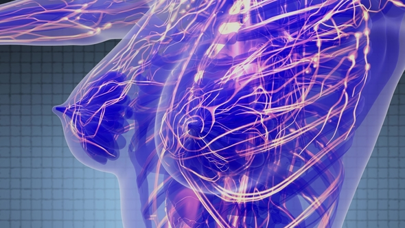 Human Body with Glow Blood Vessels alt