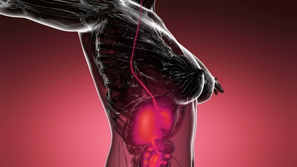 Human Body with Visible Digestive System alt