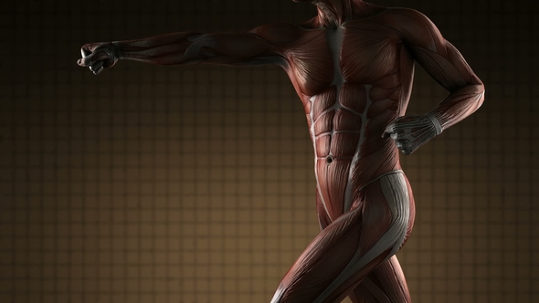 Human Muscle Anatomy alt