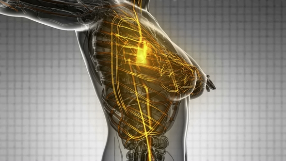 Human Body with Glow Blood Vessels alt