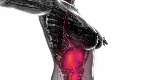 Human Body with Visible Digestive System alt