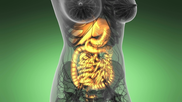 Human Body with Visible Digestive System alt