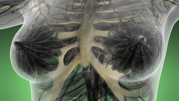 Human Body with Visible Skeletal Bones alt