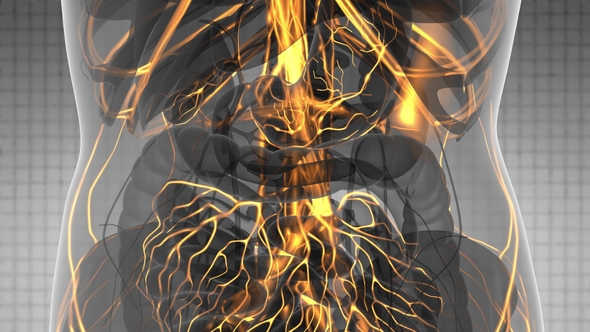 Human Body with Glow Blood Vessels alt