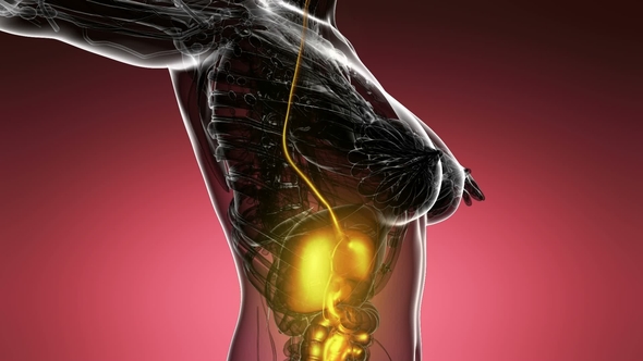 Human Body with Visible Digestive System alt