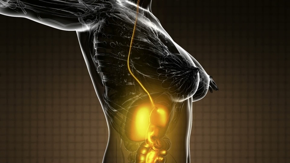 Human Body with Visible Digestive System alt