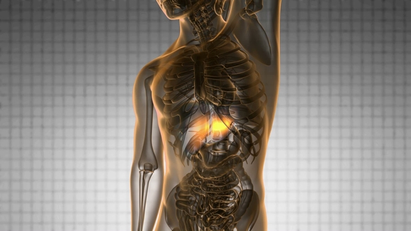 Anatomy Scan of Human Liver alt