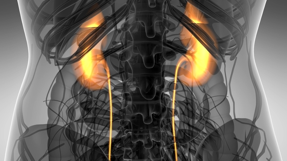 Anatomy Scan of Human Kidneys alt