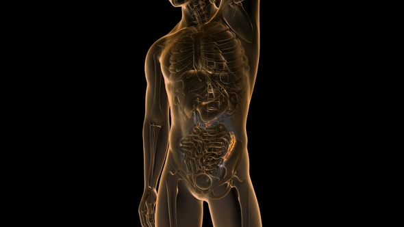 Anatomy Scan of Human Colon alt