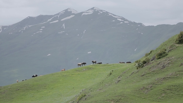 A Herd of Cows in the Georgian Caucasus Mountains