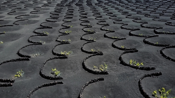 Wine Valley of La Geria, Lanzarote, Canary Islands