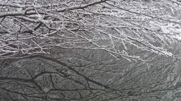 Snow-covered Branches of the Tree Over the Water