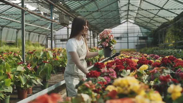 Female Gardener Takes Care of Plants and Flowers in the Greenhouse
