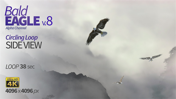 Bald Eagle-8 Circling Loop alt