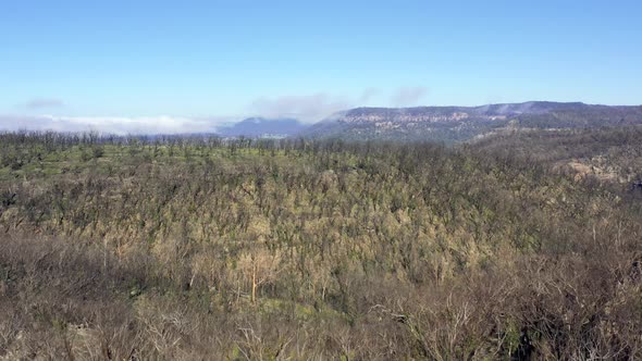 Aerial footage flying through trees of forest regeneration after bushfires in regional Australia