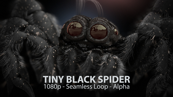 Tiny Black Spider alt