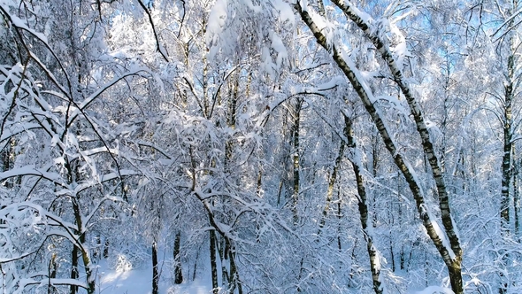 Snowy Branches in Forest. Winter Fairy Background