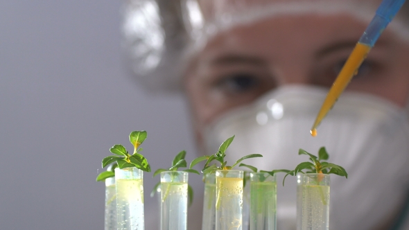 The Biologist Pours the Reagent Into Test Tubes with Plants