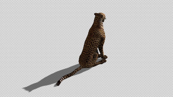 4K Cheetah Sitting alt