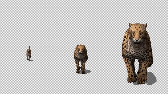 4K Cheetah Running to Camera alt