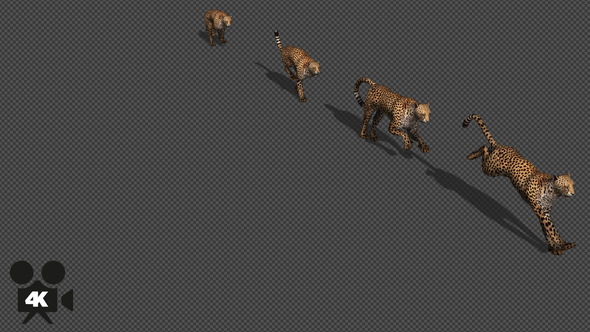 4K Cheetah Run - With Shadow alt