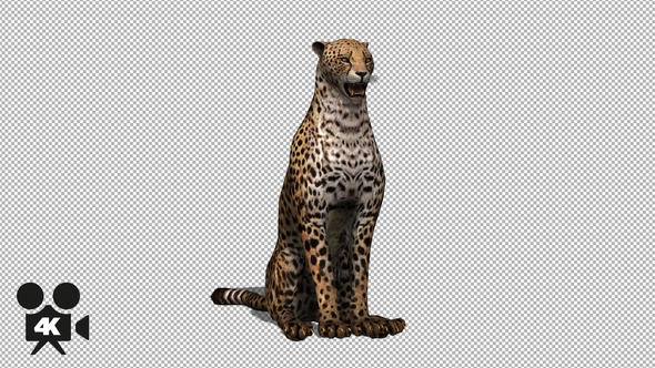 4K Cheetah Sit  alt