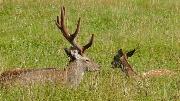 Male and Female Sika Deer