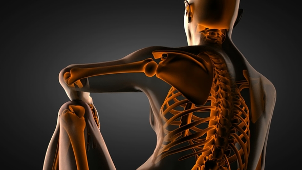 Human Bones Radiographic Scan alt