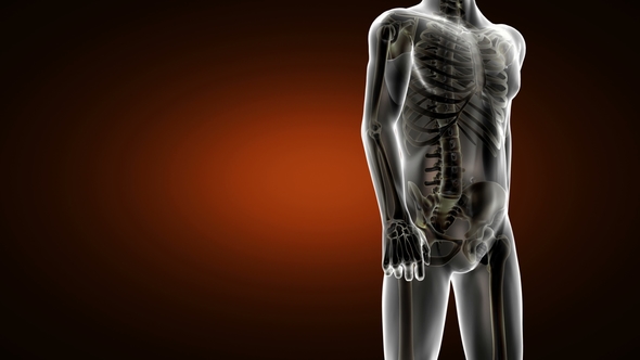 Human Bones Radiographic Scan alt