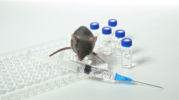 Gray Laboratory Mouse with an Immunological Plate, a Syringe and Vials