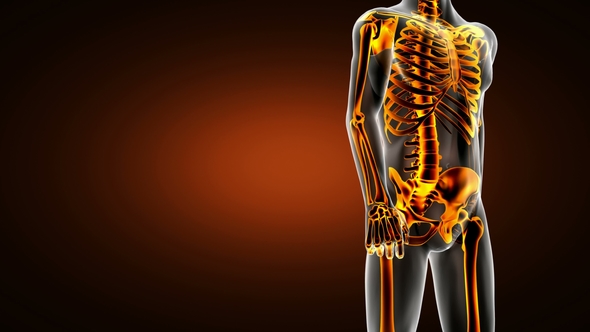 Human Bones Radiographic Scan alt