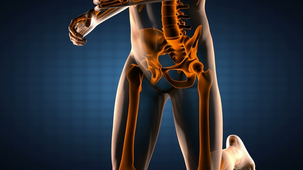 Human Bones Radiographic Scan alt