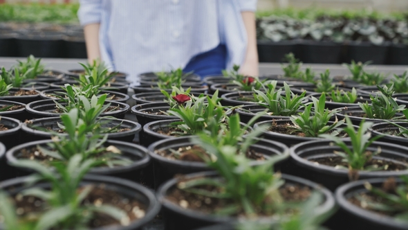 View of Pretty Smiling Girl in Greenhouse, Looks and Touches Flower