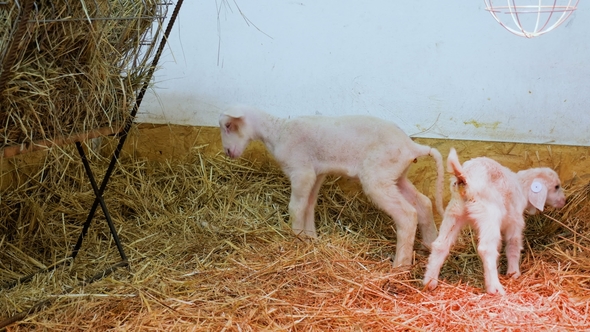 Newborn Lambs on the Farm