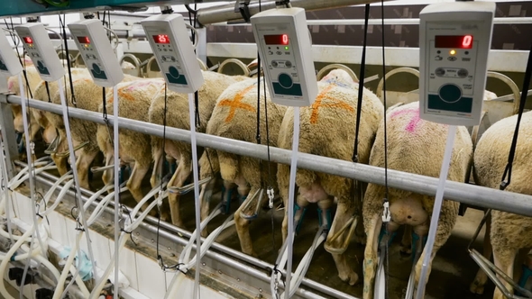 Machine Milking Sheep on a Farm. Industrial Milk Production