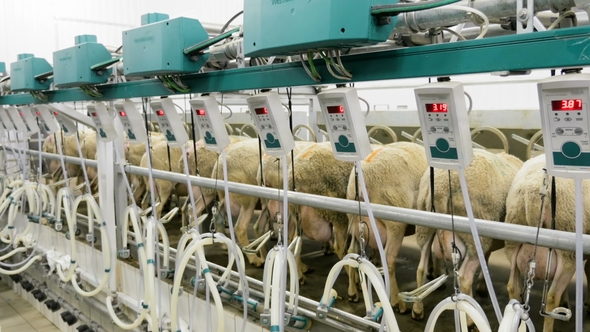 Machine Milking Sheep on a Farm. Industrial Milk Production