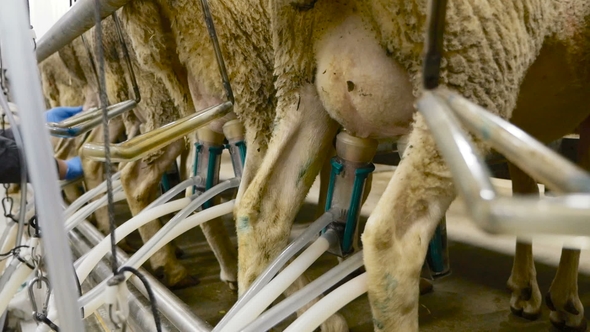 Machine Milking Sheep on a Farm. Industrial Milk Production