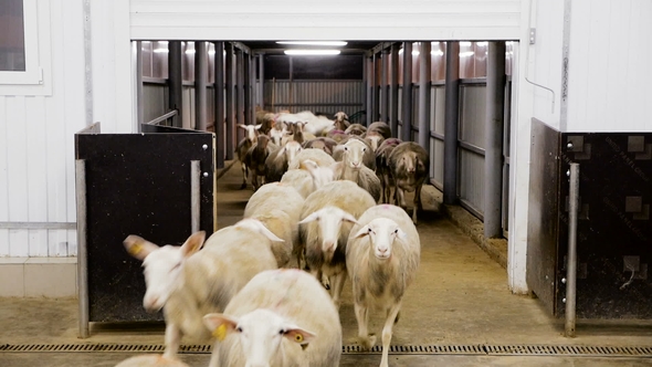 Machine Milking Sheep on a Farm. Industrial Milk Production