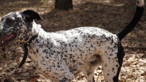 Dalmatian Dog Having Fun Playing with a Stick in the Forest, Wearing a Collar. Dalmatians Playing