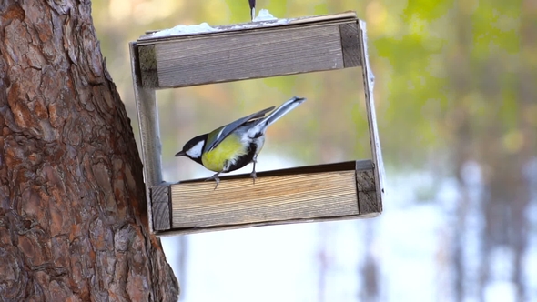 Forest Birds Eat Sunflower Seeds From the Feeder in the Winter