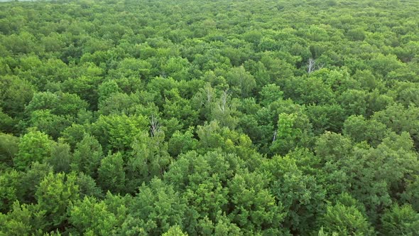 Summer forest from bird's fly view on the tops of trees.