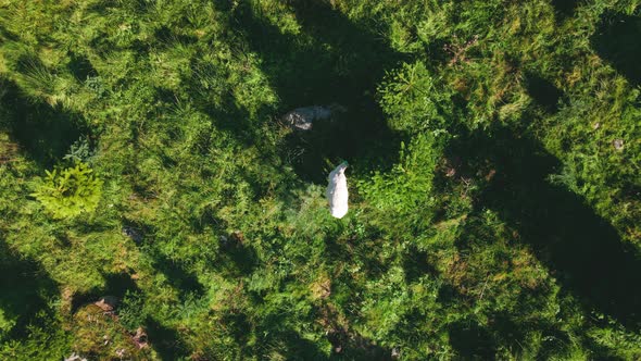 Top View Of A Lone Sheep Grazing Under Sunlight Through Fir Trees At Fir Tree Plantation. aerial orb
