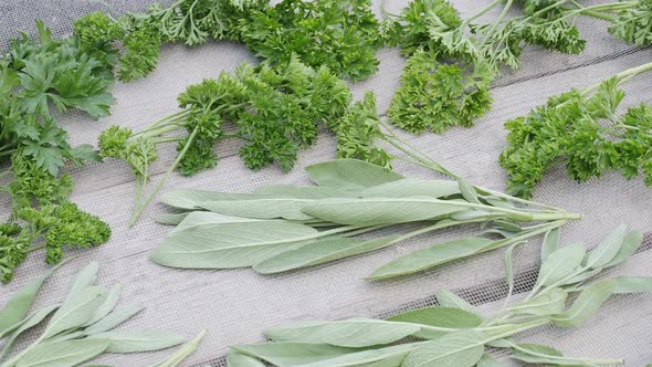 Drying fresh herbs and greenery for spice food on wooden desk background.