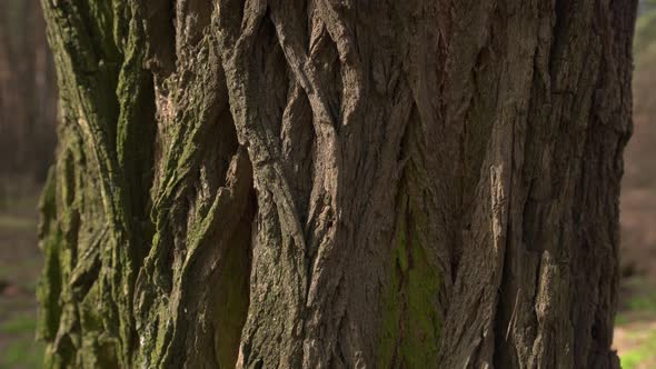 Old acacia tree with green moss. Wood texture