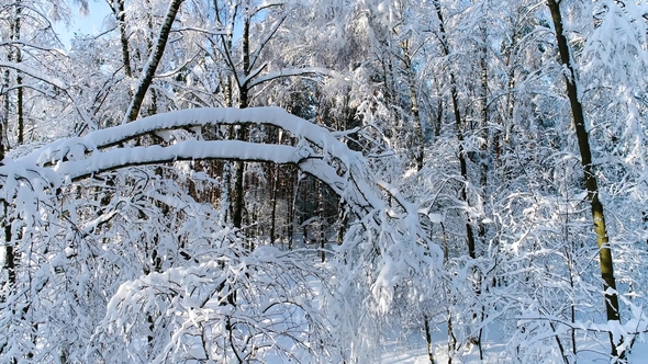 Snowy Branches in Forest. Winter Fairy Background