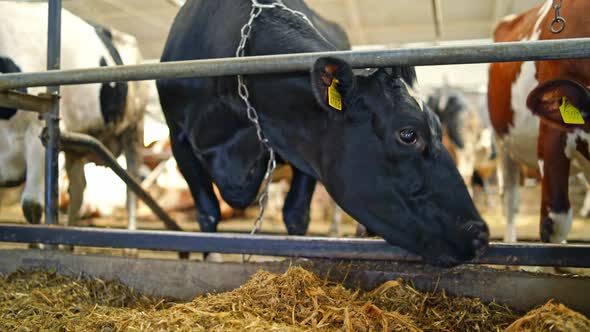 Beautiful black cow eating hay indoors