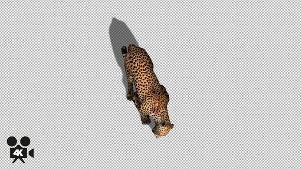 4K Cheetah Eating - With Shadow alt